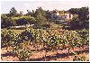 chateau lafoux